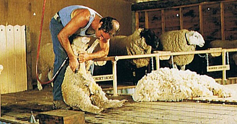 Terra Mater shearing display